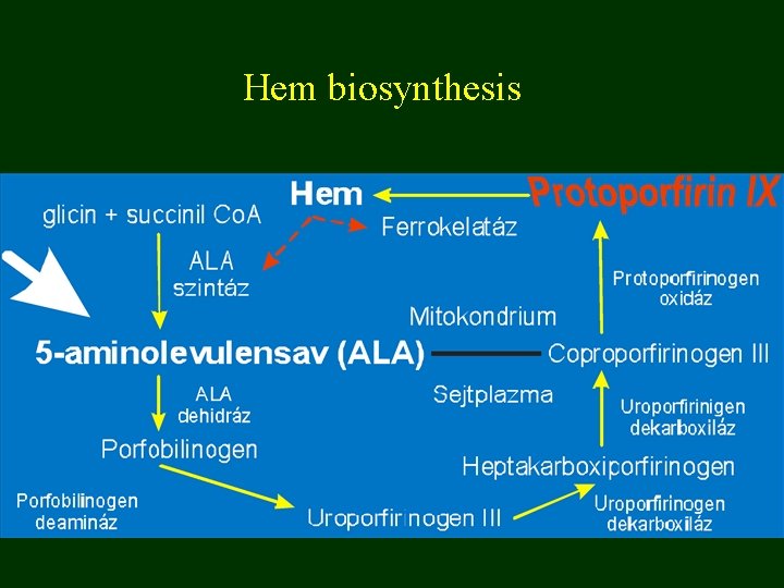 Hem biosynthesis 