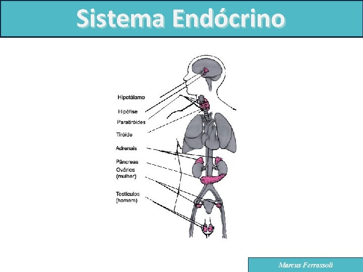 Sistema Endócrino Marcus Ferrassoli 