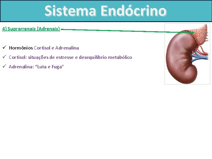 Sistema Endócrino 4) Suprarrenais (Adrenais) ü Hormônios Cortisol e Adrenalina ü Cortisol: situações de