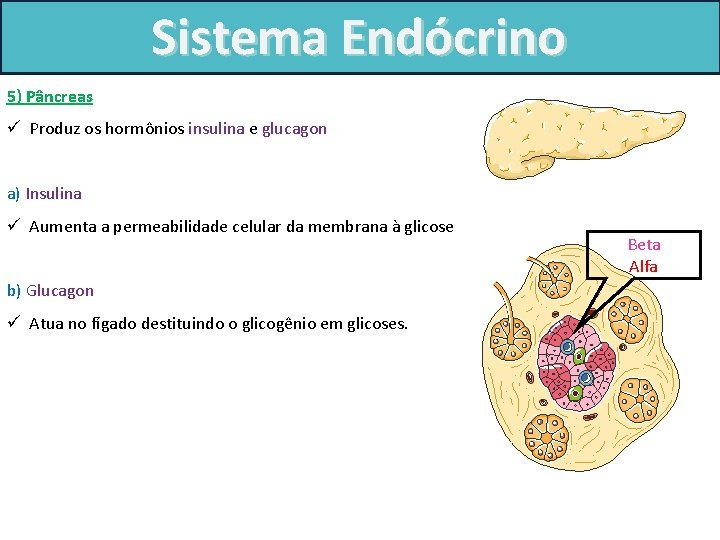 Sistema Endócrino 5) Pâncreas ü Produz os hormônios insulina e glucagon a) Insulina ü