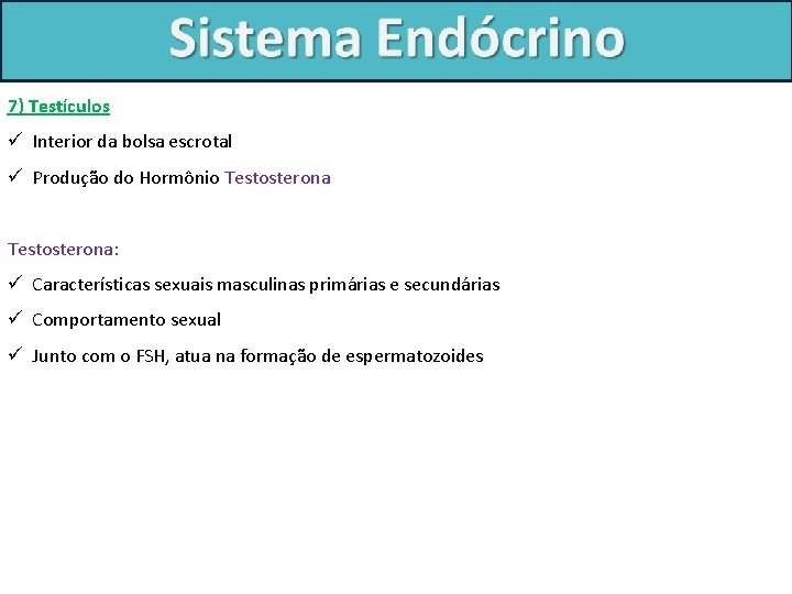 7) Testículos ü Interior da bolsa escrotal ü Produção do Hormônio Testosterona: ü Características