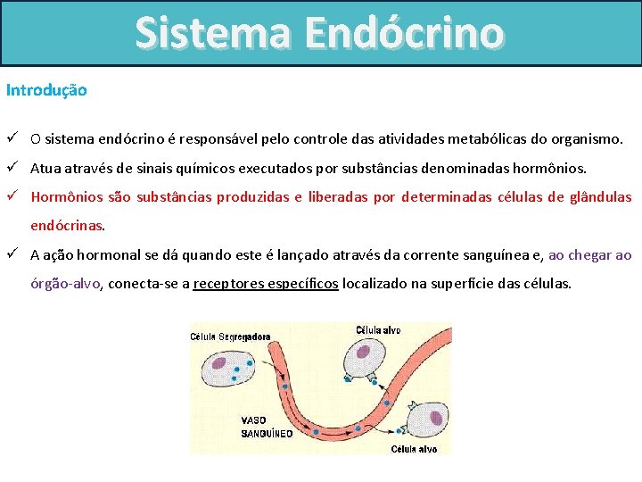 Sistema Endócrino Introdução ü O sistema endócrino é responsável pelo controle das atividades metabólicas