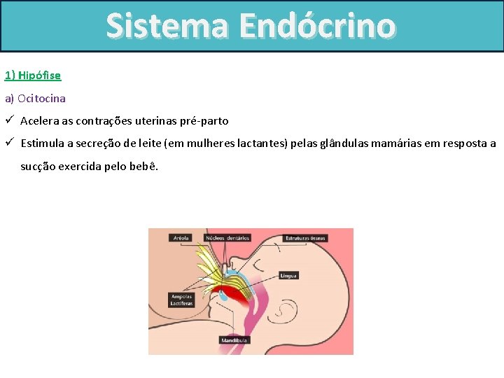 Sistema Endócrino 1) Hipófise a) Ocitocina ü Acelera as contrações uterinas pré-parto ü Estimula