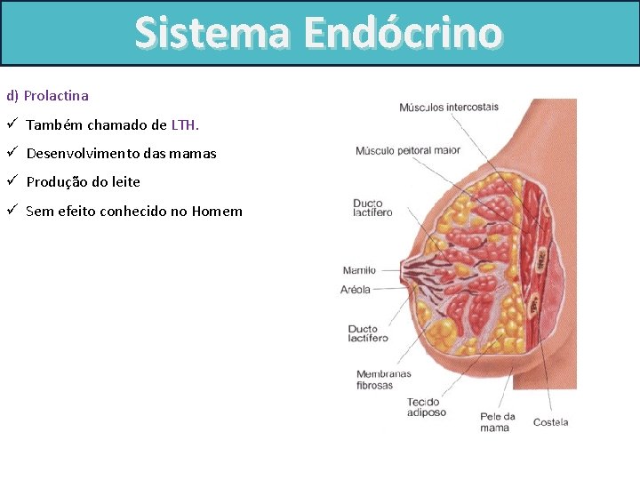 Sistema Endócrino d) Prolactina ü Também chamado de LTH. ü Desenvolvimento das mamas ü