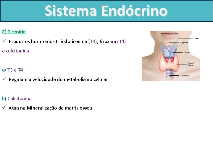 Sistema Endócrino 2) Tireoide ü Produz os hormônios triiodotironina (T 3), tiroxina (T 4)