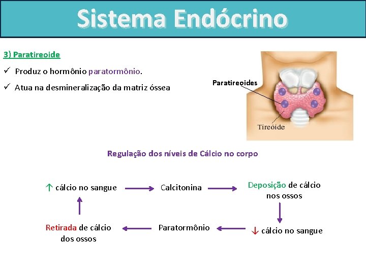 Sistema Endócrino 3) Paratireoide ü Produz o hormônio paratormônio. ü Atua na desmineralização da