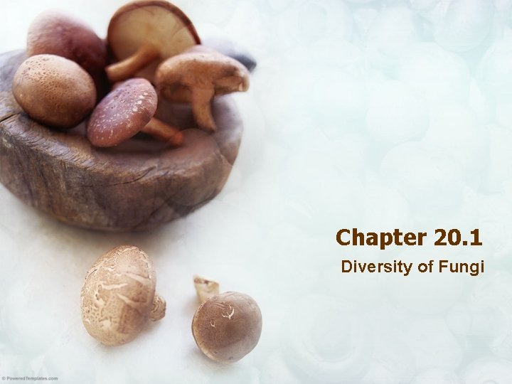 Chapter 20. 1 Diversity of Fungi 