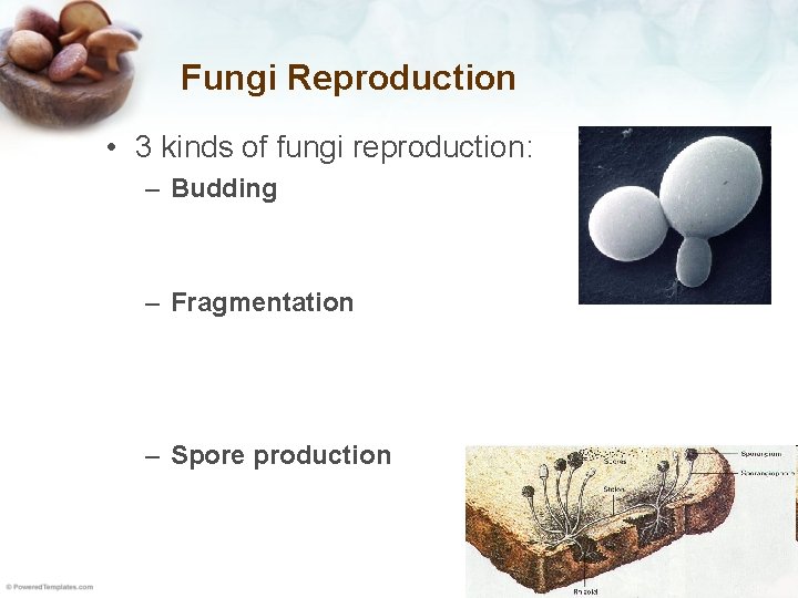 Fungi Reproduction • 3 kinds of fungi reproduction: – Budding – Fragmentation – Spore