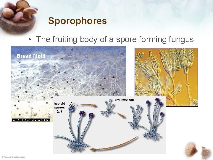 Sporophores • The fruiting body of a spore forming fungus Bread Mold 