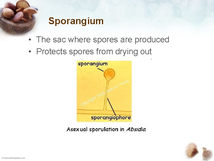 Sporangium • The sac where spores are produced • Protects spores from drying out