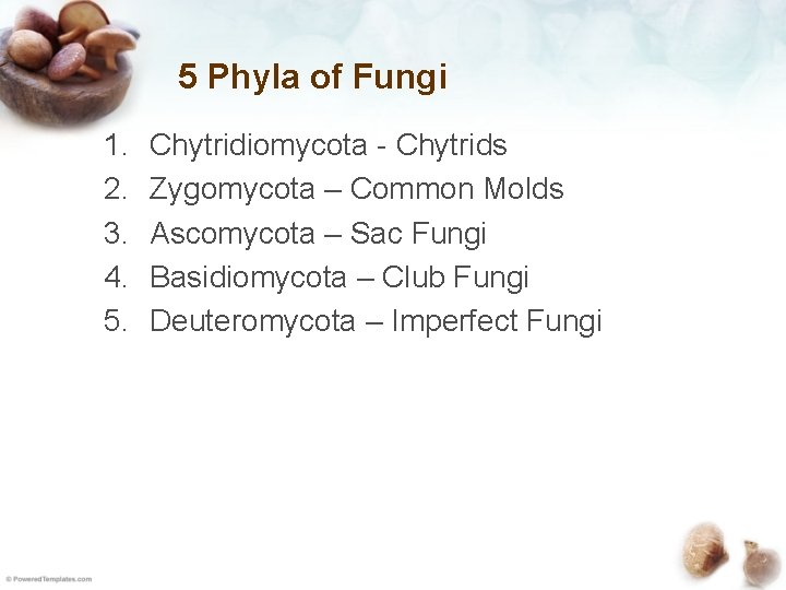 5 Phyla of Fungi 1. 2. 3. 4. 5. Chytridiomycota - Chytrids Zygomycota –