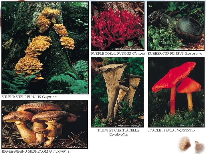 PURPLE CORAL FUNGUS Clavaria RUBBER CUP FUNGUS Sarcosorna SULFUR SHELF FUNGUS Polyporus TRUMPET CHANTARELLE