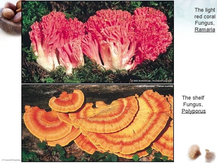 The light red coral Fungus, Ramaria The shelf Fungus, Polyporus 