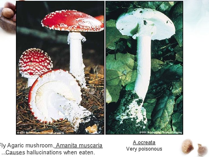 Fly Agaric mushroom, Amanita muscaria Causes hallucinations when eaten. A. ocreata Very poisonous 