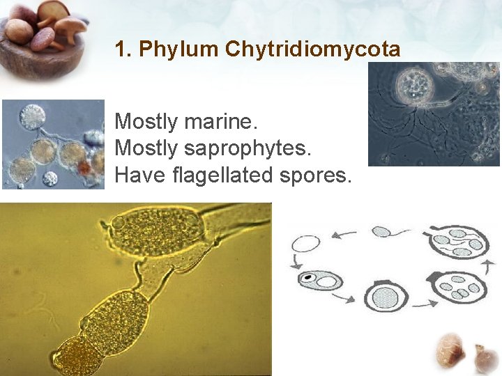 1. Phylum Chytridiomycota Mostly marine. Mostly saprophytes. Have flagellated spores. 