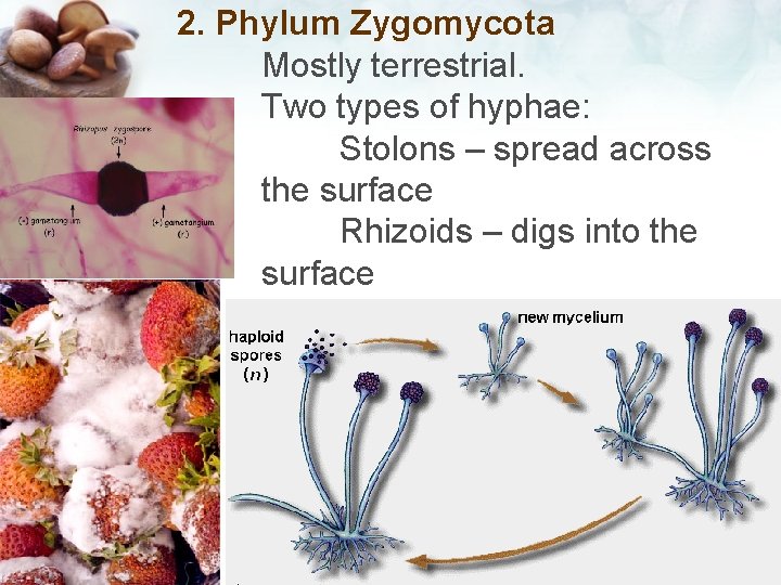 2. Phylum Zygomycota Mostly terrestrial. Two types of hyphae: Stolons – spread across the