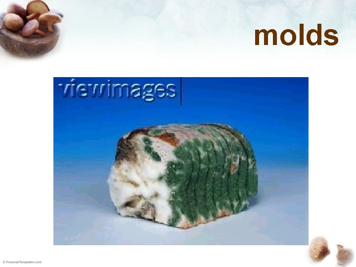 molds 