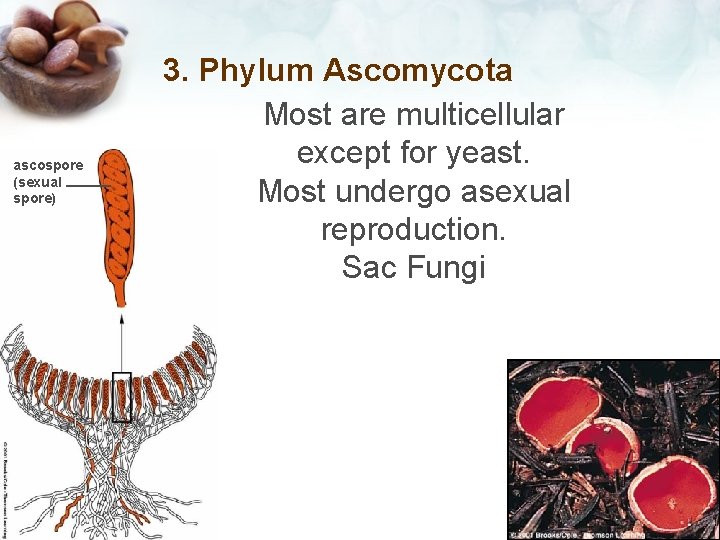 ascospore (sexual spore) 3. Phylum Ascomycota Most are multicellular except for yeast. Most undergo