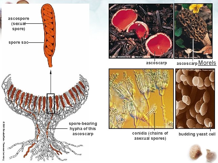 ascospore (sexual spore) spore sac spore-bearing hypha of this ascoscarp Morels conidia (chains of