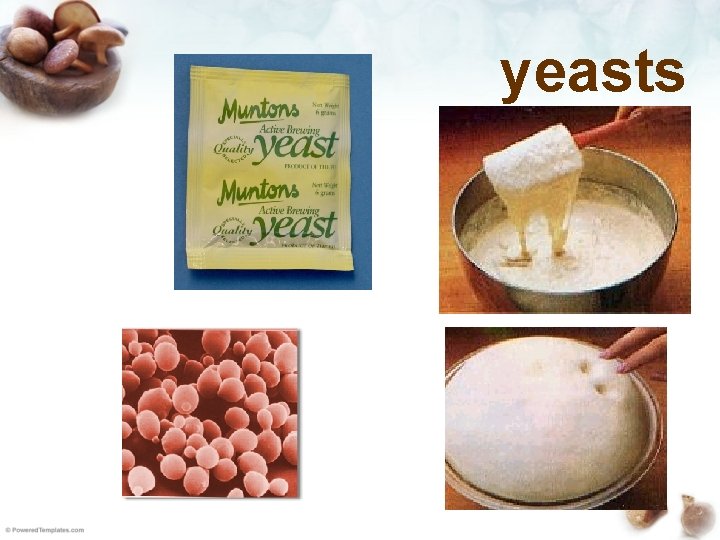 yeasts 