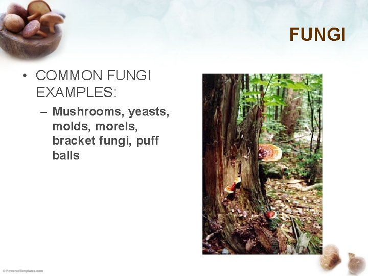 FUNGI • COMMON FUNGI EXAMPLES: – Mushrooms, yeasts, molds, morels, bracket fungi, puff balls