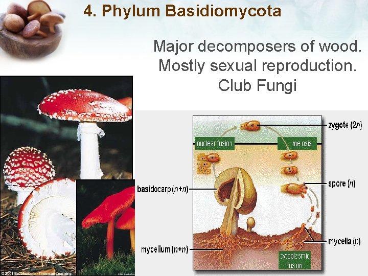 4. Phylum Basidiomycota Major decomposers of wood. Mostly sexual reproduction. Club Fungi 