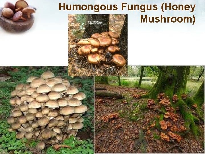 Humongous Fungus (Honey Mushroom) 