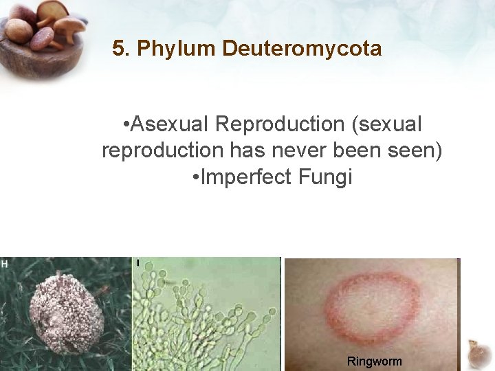 5. Phylum Deuteromycota • Asexual Reproduction (sexual reproduction has never been seen) • Imperfect