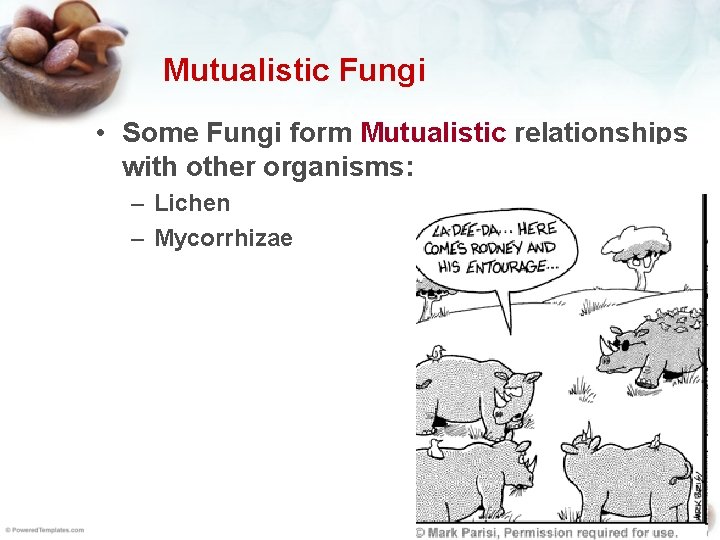 Mutualistic Fungi • Some Fungi form Mutualistic relationships H with other organisms: i –