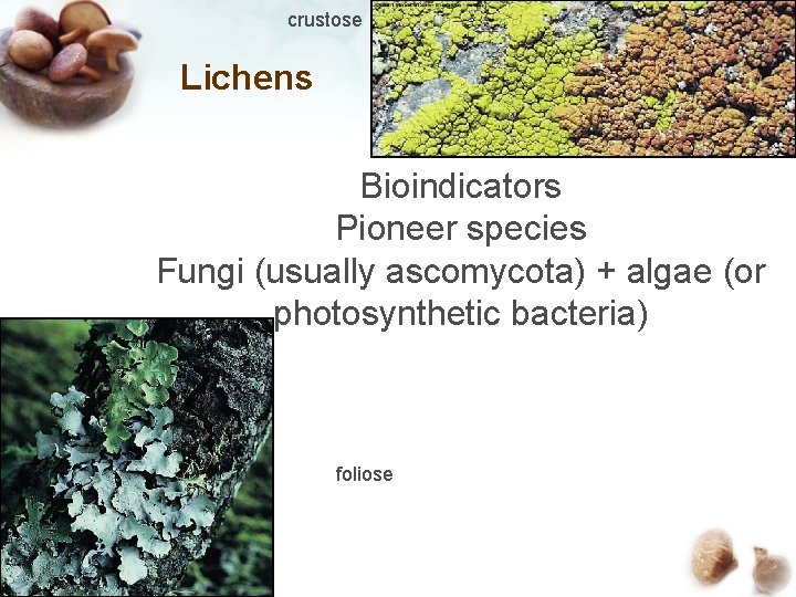 crustose Lichens Bioindicators Pioneer species Fungi (usually ascomycota) + algae (or photosynthetic bacteria) foliose