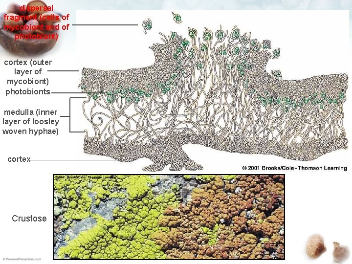 dispersal fragment (cells of mycobiont and of photobiont) cortex (outer layer of mycobiont) photobionts