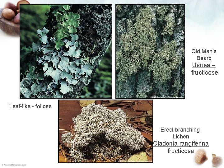 Old Man’s Beard Usnea – fructicose Leaf-like - foliose Erect branching Lichen Cladonia rangiferina