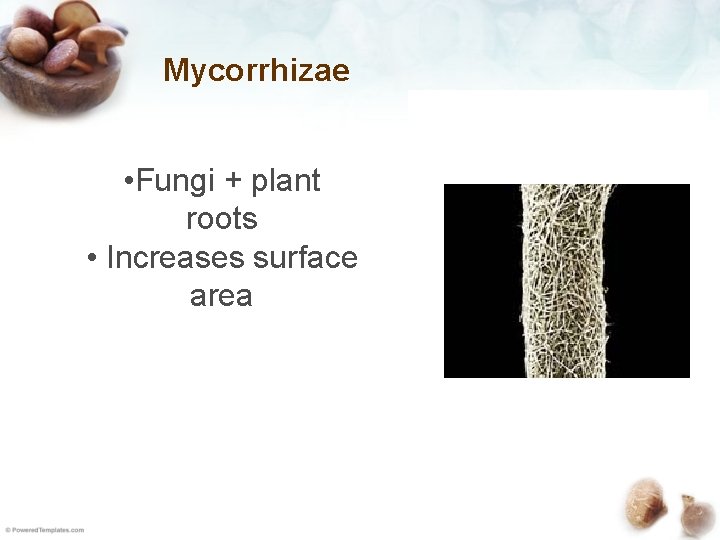 Mycorrhizae • Fungi + plant roots • Increases surface area 