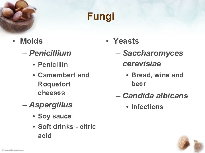 Fungi • Molds – Penicillium • Penicillin • Camembert and Roquefort cheeses – Aspergillus