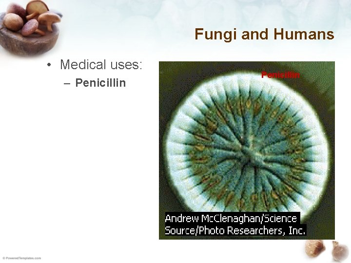 Fungi and Humans • Medical uses: – Penicillin 