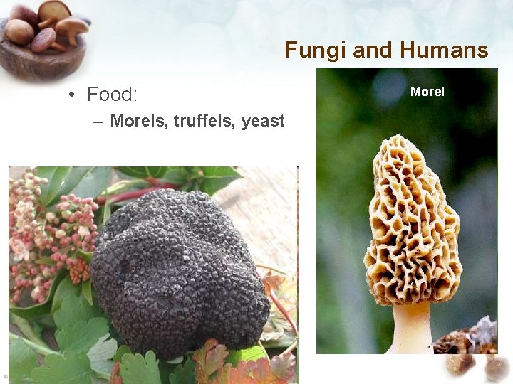 Fungi and Humans • Food: Morel – Morels, truffels, yeast Truffel 