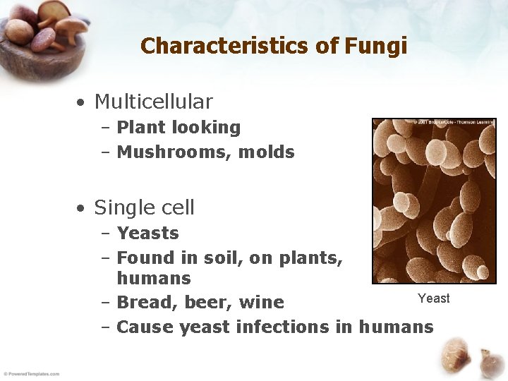Characteristics of Fungi • Multicellular – Plant looking – Mushrooms, molds • Single cell