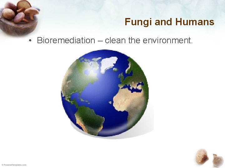 Fungi and Humans • Bioremediation – clean the environment. 