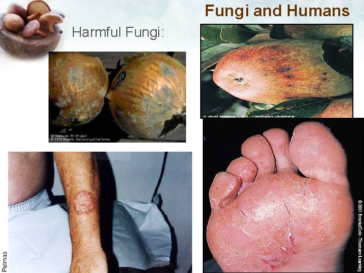 Fungi and Humans • Harmful Fungi: 