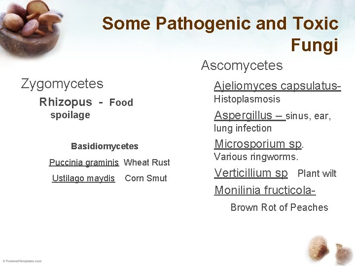 Some Pathogenic and Toxic Fungi Ascomycetes Zygomycetes Ajeliomyces capsulatus- Rhizopus - Food Histoplasmosis Aspergillus