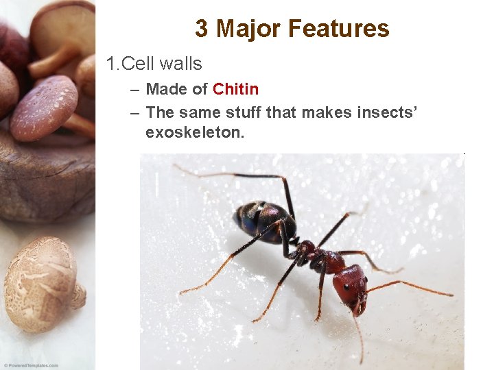 3 Major Features 1. Cell walls – Made of Chitin – The same stuff