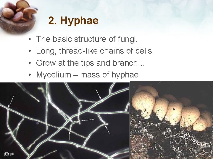 2. Hyphae • • The basic structure of fungi. Long, thread-like chains of cells.