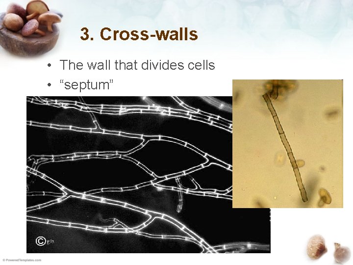 3. Cross-walls • The wall that divides cells • “septum” 