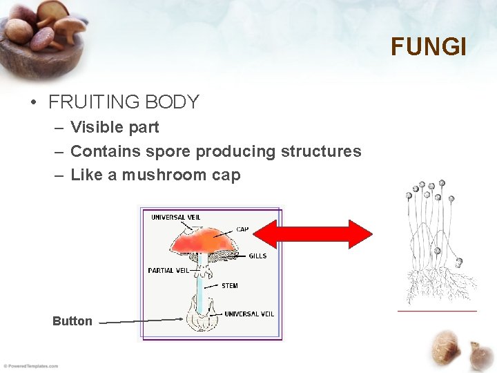 FUNGI • FRUITING BODY – Visible part – Contains spore producing structures – Like