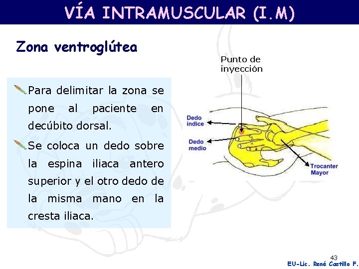 VÍA INTRAMUSCULAR (I. M) Zona ventroglútea Punto de inyección Para delimitar la zona se