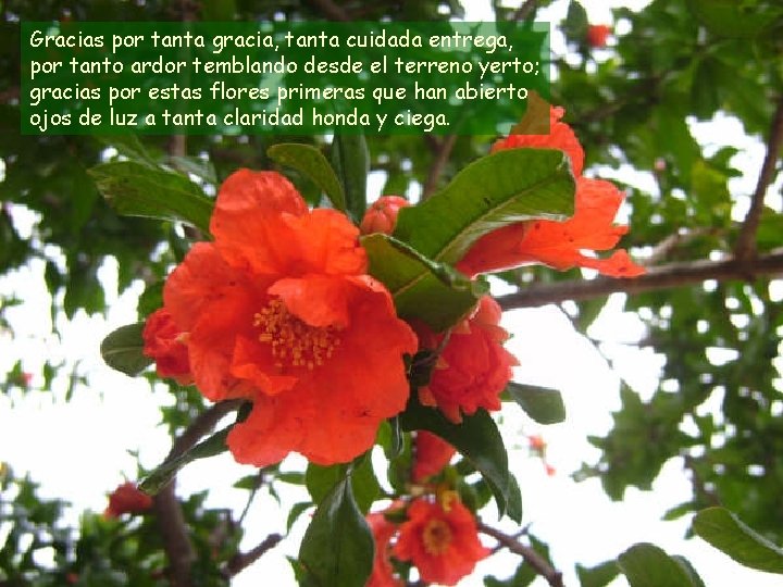 Gracias por tanta gracia, tanta cuidada entrega, por tanto ardor temblando desde el terreno