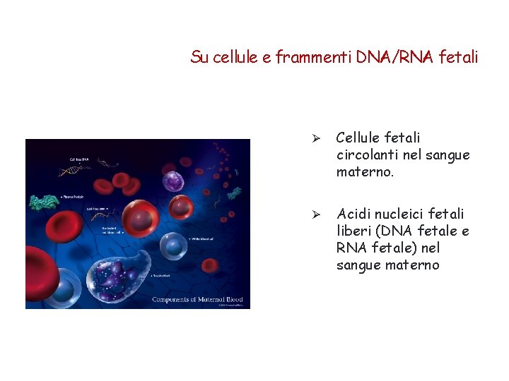 Su cellule e frammenti DNA/RNA fetali Ø Cellule fetali circolanti nel sangue materno. Ø
