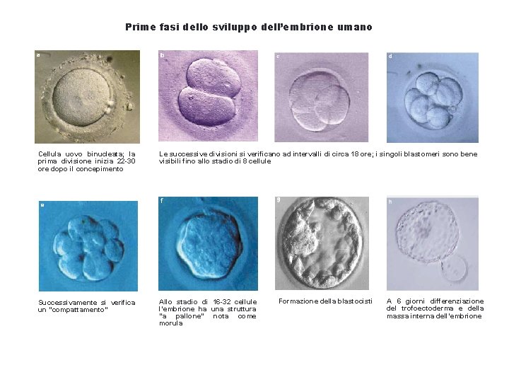 Prime fasi dello sviluppo dell’embrione umano Cellula uovo binucleata; la prima divisione inizia 22