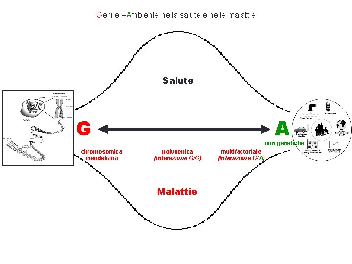 Geni e –Ambiente nella salute e nelle malattie Salute G chromosomica mendeliana A non