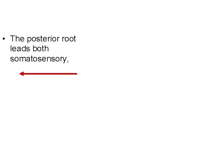  • The posterior root leads both somatosensory, 